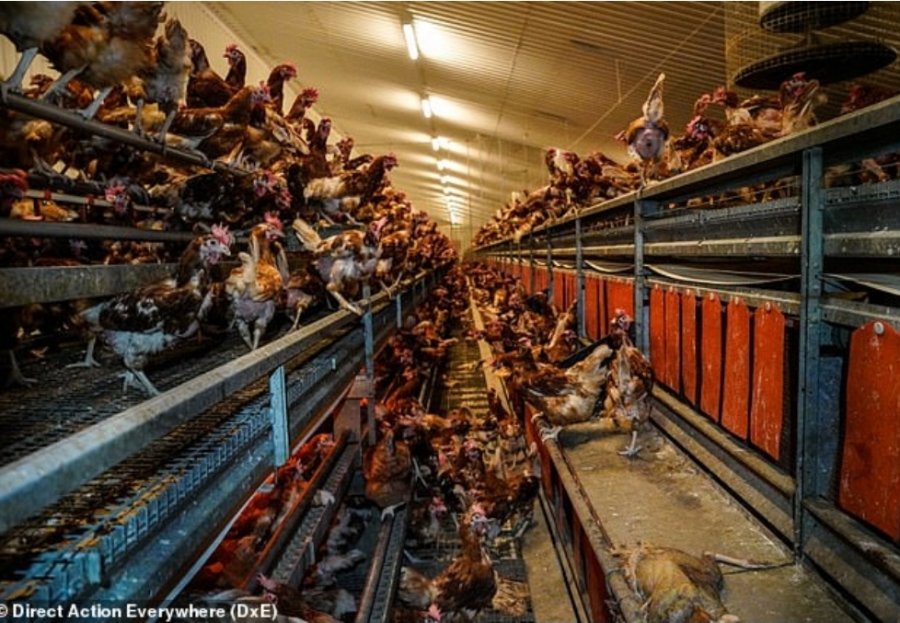 Ngordhin 500 mijë pula, dyshohet për grip shpendësh