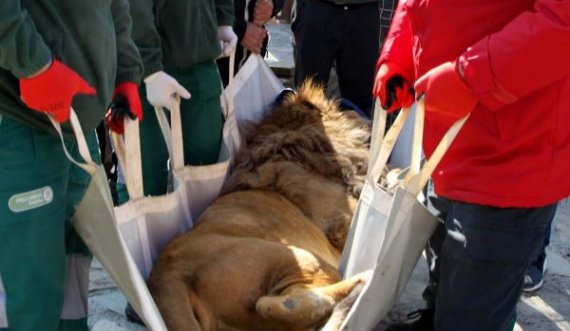 Luani që po mbahej në kafazin e një restoranti në Gjilan transferohet në Pyllin e Arinjëve