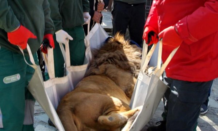 Luani që po mbahej në kafazin e një restoranti në Gjilan transferohet në Pyllin e Arinjëve