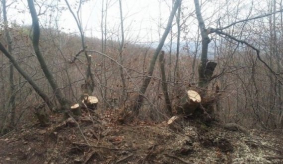 Ia prenë dhe vodhën 18 metra dru në malin e tij, kërkon ndihmën e Policisë
