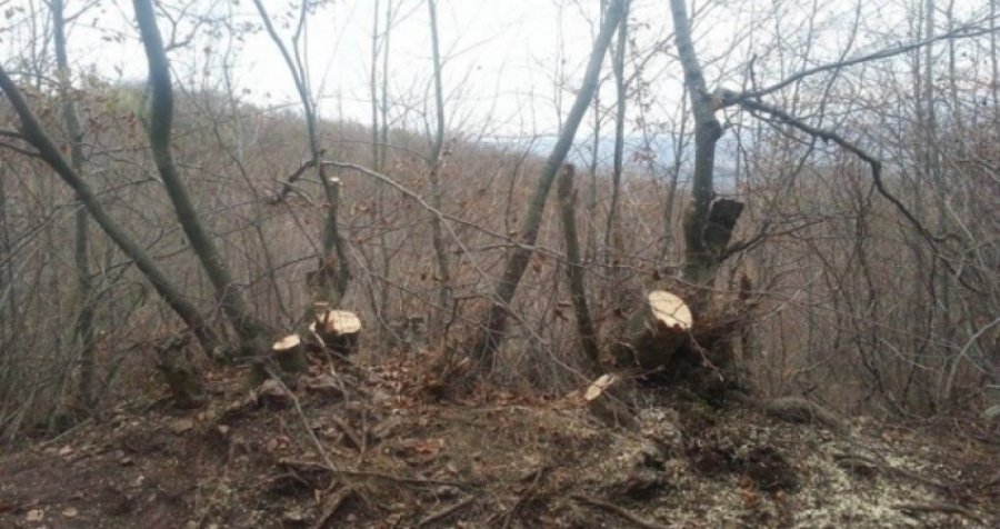 Ia prenë dhe vodhën 18 metra dru në malin e tij, kërkon ndihmën e Policisë