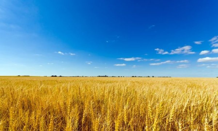 OKB: Ukraina po kalon nga shporta e bukës në radhët e bukës