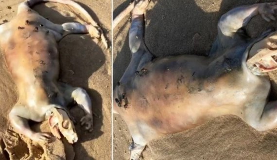 Një krijesë e ngjashme me alienët, del në plazhin australian