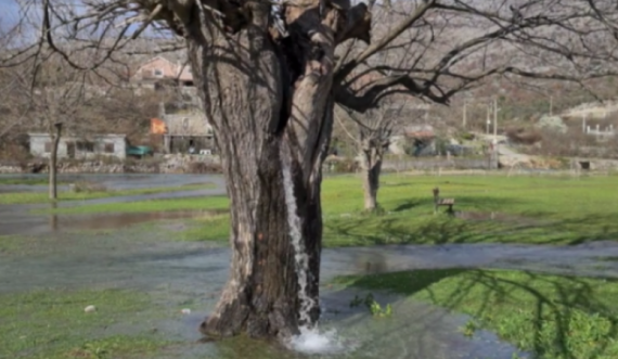 Uji rrjedh nga një pemë mani në Mal të Zi