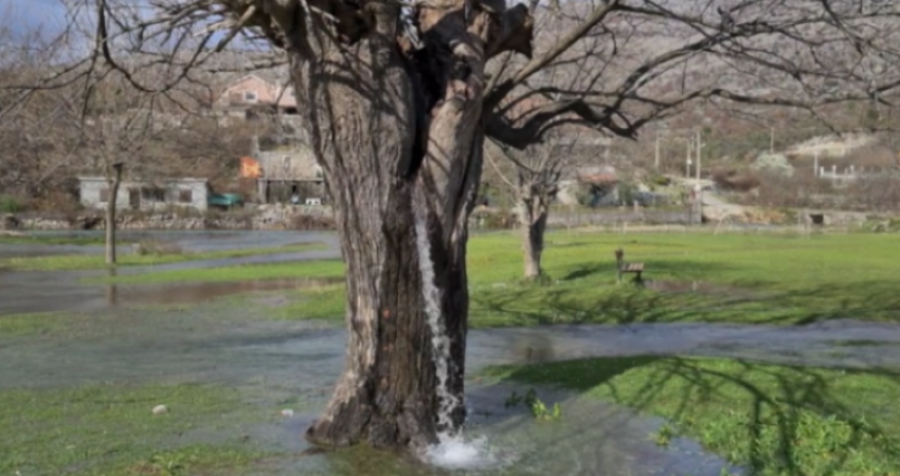 Uji rrjedh nga një pemë mani në Mal të Zi