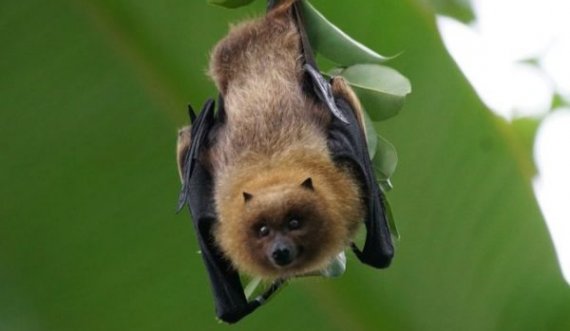 Studimi amerikan tregon se si do të vijë pandemia e radhës, pas COVID-19