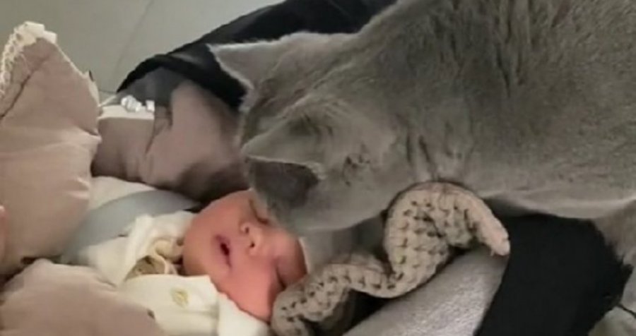 Videoja e maces kur takoi foshnjën për herën e parë, emocionoi 1.5 milion njerëz