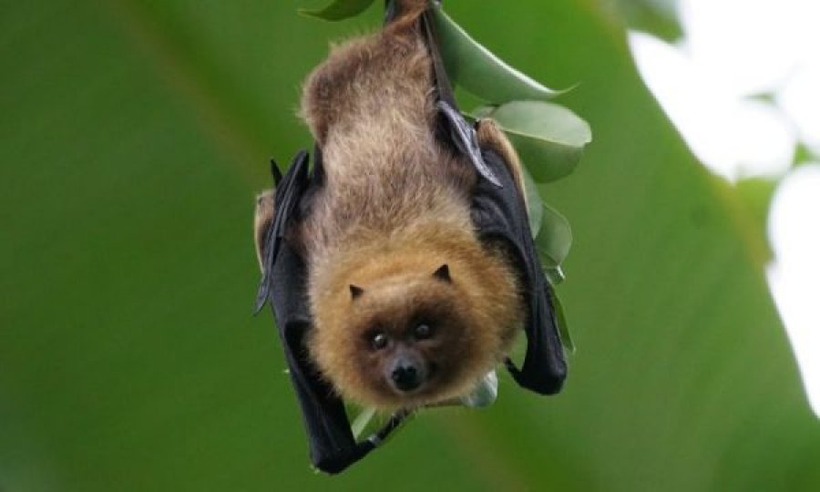 Studimi amerikan tregon se si do të vijë pandemia e radhës, pas COVID-19