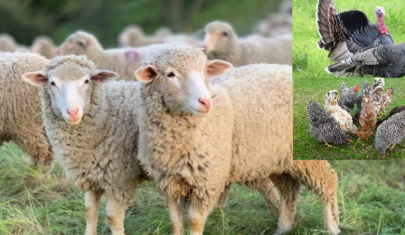 Pejë: 1 vit burgim dhe 900 euro gjobë pasi pranoi se vodhi tri dele, dy qura dhe 10 pula