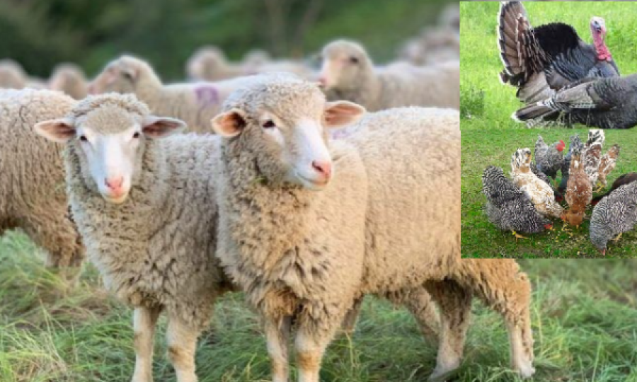 Pejë: 1 vit burgim dhe 900 euro gjobë pasi pranoi se vodhi tri dele, dy qura dhe 10 pula