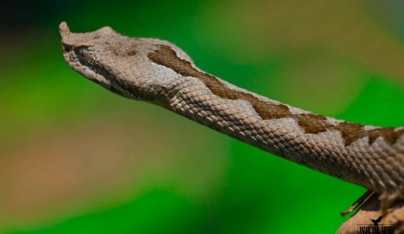Fotografi kap në Prishtinë foto të gjarpërit më helmues në Evropë