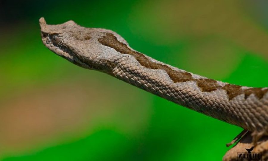Fotografi kap në Prishtinë foto të gjarpërit më helmues në Evropë