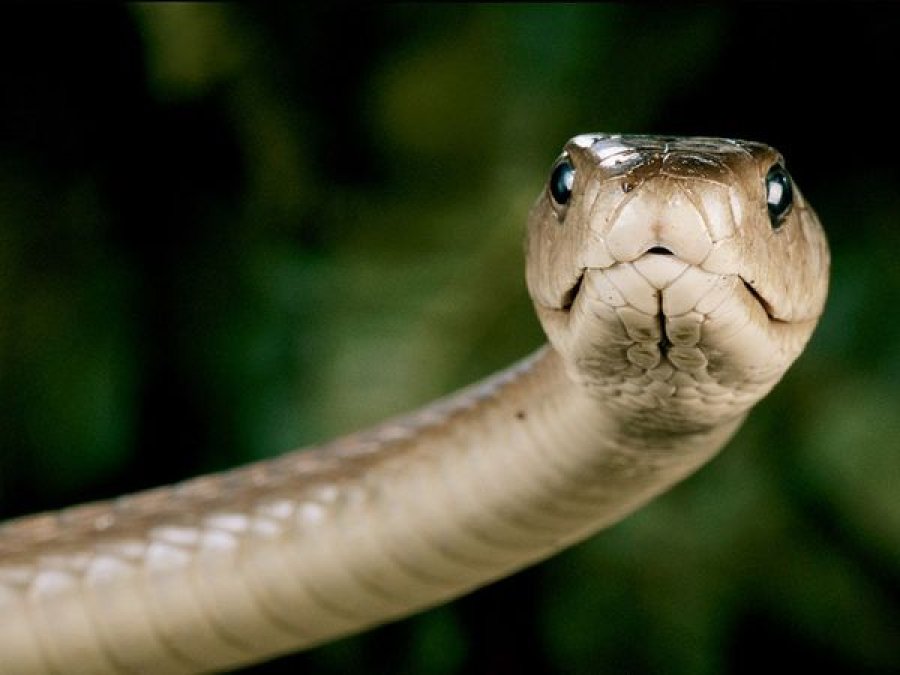 Gjarpëri më helmues në Europë shfaqet në një veturë në Podujevë