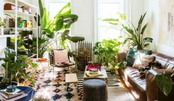 Kjo bimë ekziston në mijëra shtëpi dhe shkakton helmime toksike