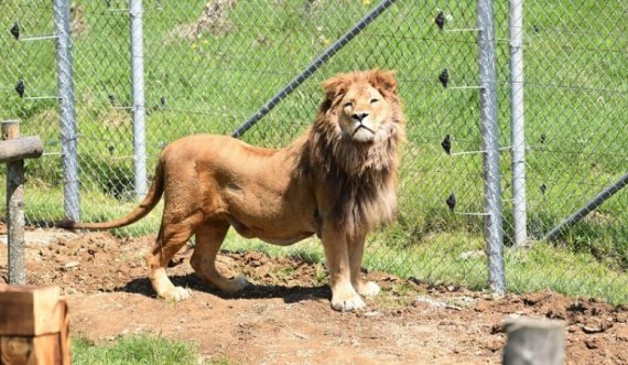 Reuters me video-reportazh për luanin Gjon, i cili u lirua në natyrë (VIDEO)