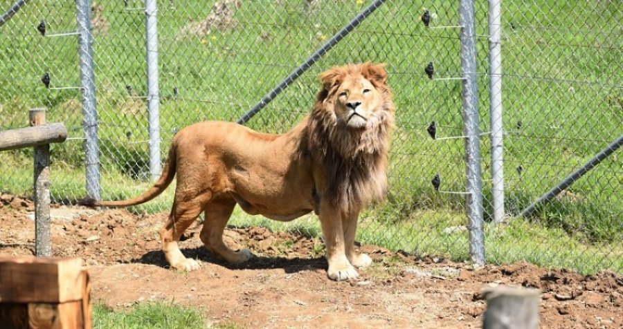 Reuters me video-reportazh për luanin Gjon, i cili u lirua në natyrë (VIDEO)
