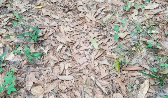 A mund ta gjeni gjarpërin e fshehur në foto?