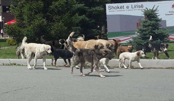 Një femër sulmohet nga qentë endacakë në Ferizaj