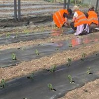 Gratë e burgosura në Lipjan bëjnë mbjelljet pranverore