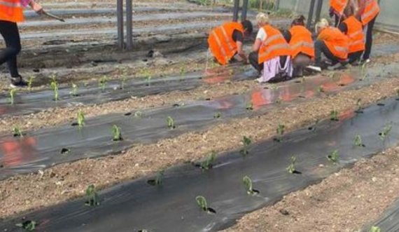 Gratë e burgosura në Lipjan bëjnë mbjelljet pranverore