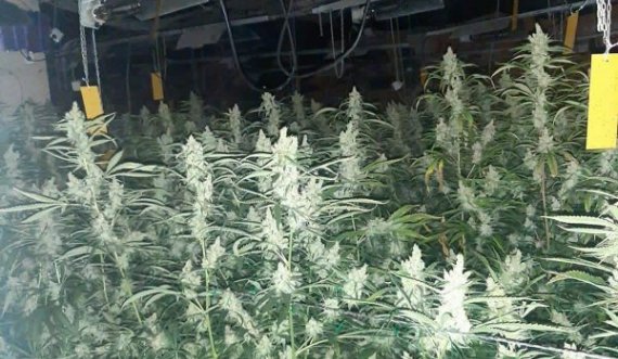 Dalin fotot e laboratorit të marihuanës