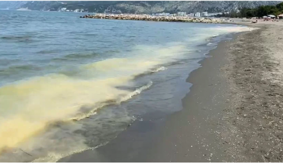 Bregdeti i Shëngjinit i “zverdhur”, shqetësohen turistët, të dhënat e para të ekspertëve mbi fenomenin