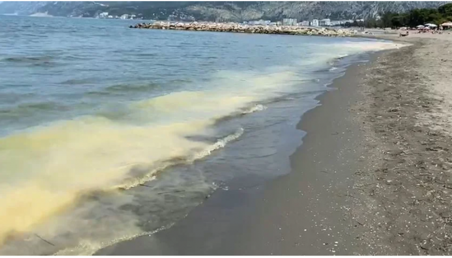Bregdeti i Shëngjinit i “zverdhur”, shqetësohen turistët, të dhënat e para të ekspertëve mbi fenomenin