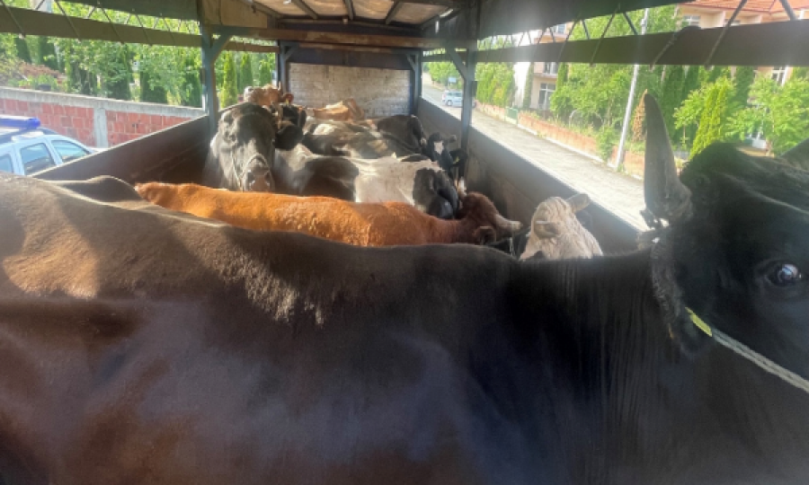 Ndalohet një kamion me 11 lopë në Viti, u tentua të kontrabandoheshin nga Maqedonia e Veriut