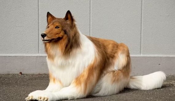 Burri ‘bëhet’ qen, shpenzon mijëra euro për këtë dukje