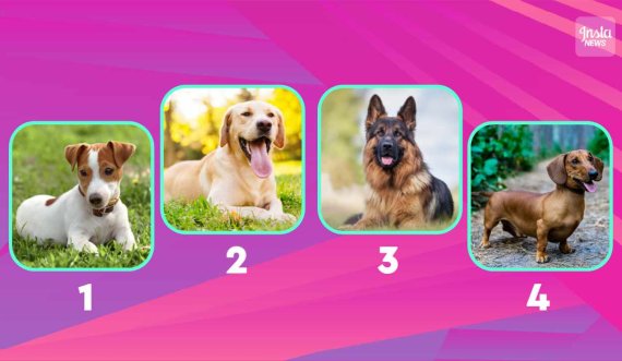 Testi i qenve: më tregoni cili prej tyre ju pëlqen më shumë dhe unë do t’ju them se kush jeni në të vërtetë