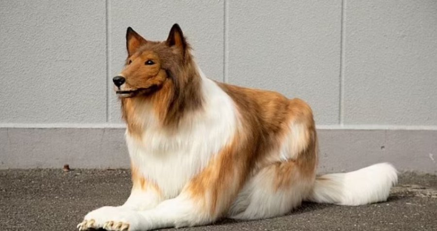 Burri ‘bëhet’ qen, shpenzon mijëra euro për këtë dukje