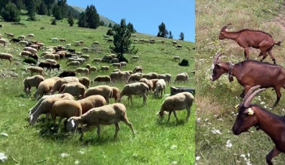 Konfiskohen 12 dele dhe 12 dhi në kufirin Serbi-Kosovë