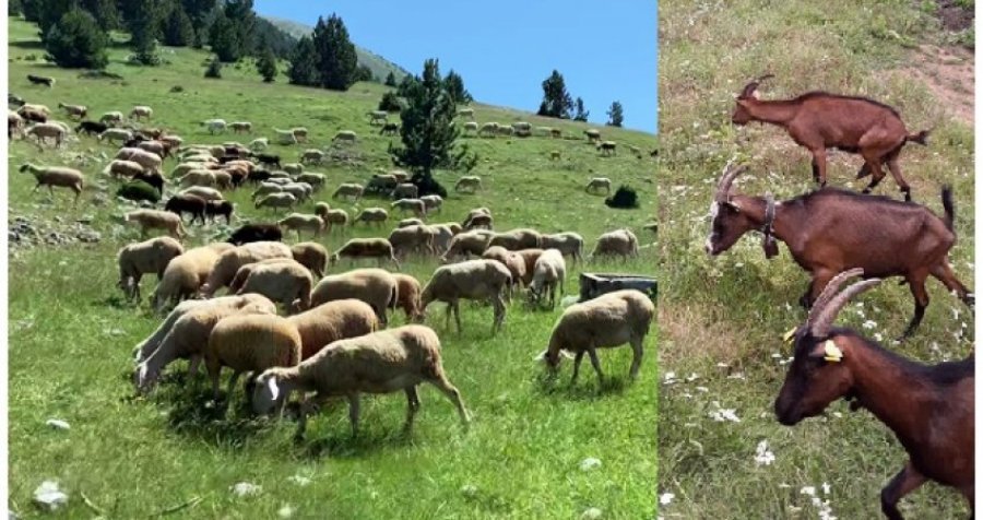 Konfiskohen 12 dele dhe 12 dhi në kufirin Serbi-Kosovë