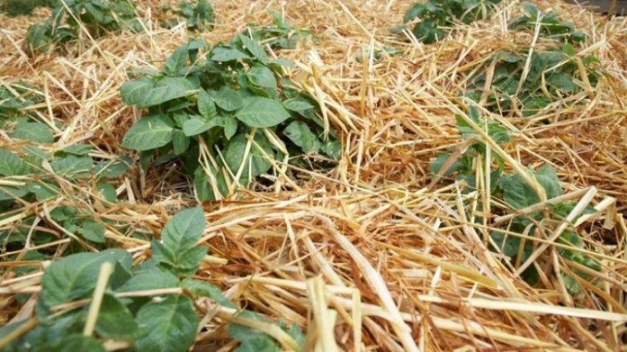 Mënyra më e lehtë e mbjelljes së patateve: Pa gërmim dhe pa prashitje – rendiment i pastër!