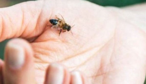 Çfarë duhet të bëni nëse ju pickon bleta?