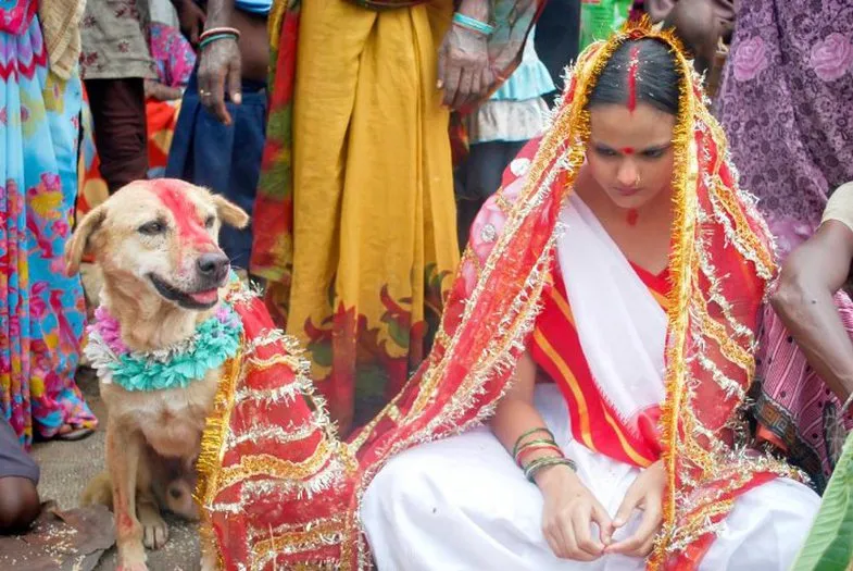 Për arsyen më të çuditshme, kjo familje indiane e martoi vajzën me një qen!