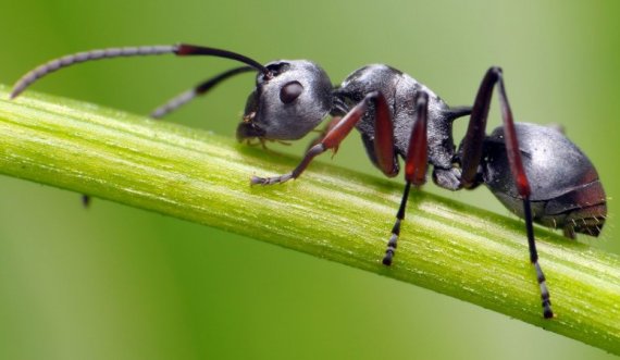 Milingonat mund të bien nga çdo lartësi dhe nuk ngordhin