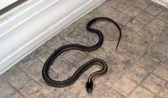 Legjenda mbi “gjarprin e shtëpisë”, pse nuk guxojnë t’i vrasin