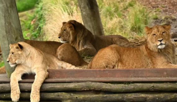 “Arratisen” 5 luanë nga kopshti zoologjik