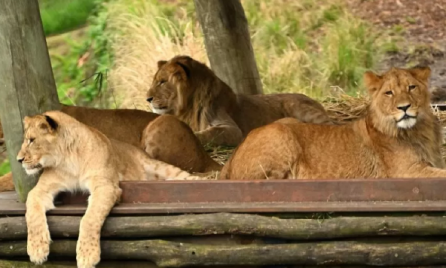 “Arratisen” 5 luanë nga kopshti zoologjik