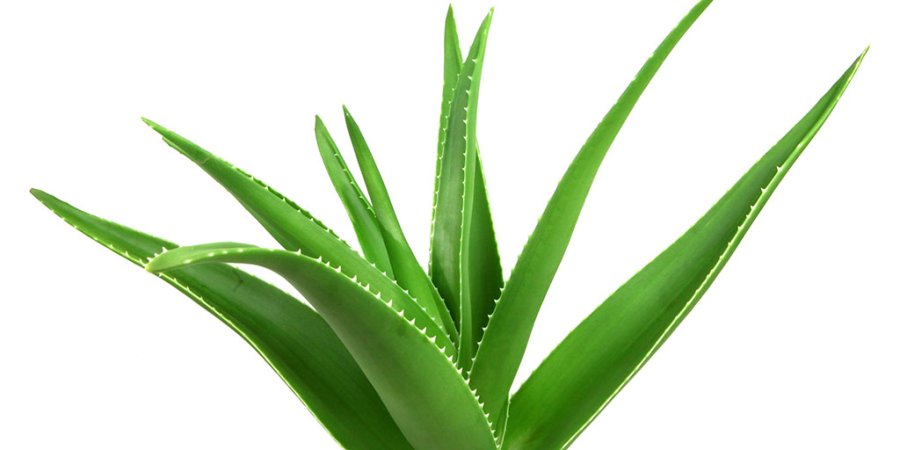 Aloe Vera, një ilaç për shumë probleme shëndetësore