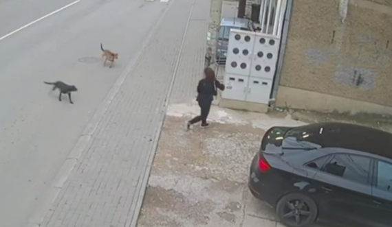 Shikoni momentin e frikshëm se si qentë i vërsulen një gruaje në Prishtinë