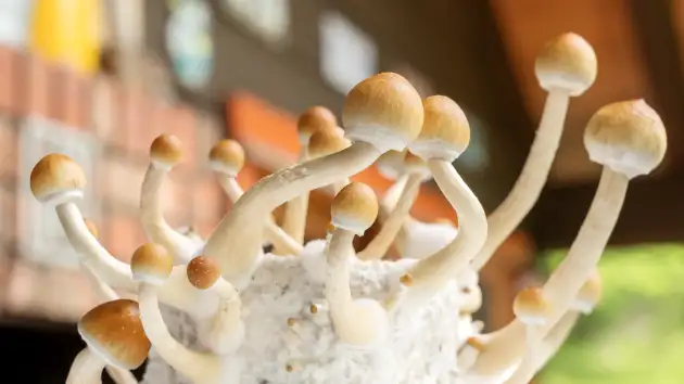 Përbërja magjike e kërpudhave mund të ndihmojë në trajtimin e depresionit