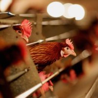 Rritet numri i rasteve të gripit të shpendëve