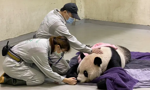 Panda vdes në moshën 18-vjeçare