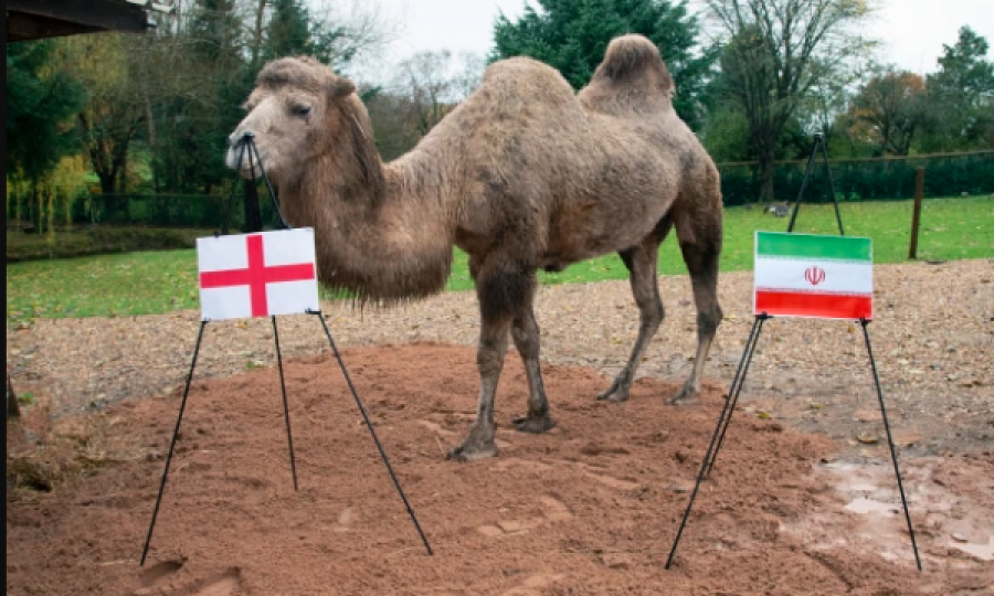 Basti sportiv me deve, se kush do ta fitojë ndeshjen Angli – Iran
