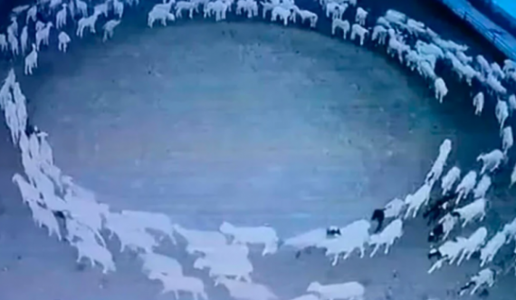 Cili është misteri i deleve kineze  që qarkulluan në formë rrethore për 12 ditë rresht