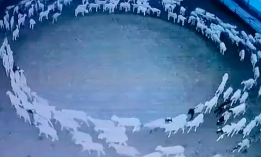 Cili është misteri i deleve kineze  që qarkulluan në formë rrethore për 12 ditë rresht