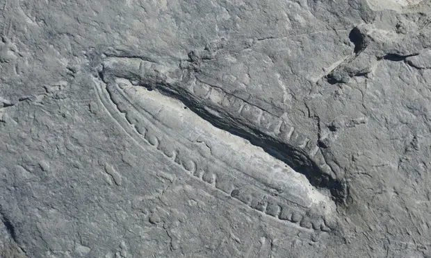 Studiuesit gjejnë gjurmë në fosilin 550 milion vjeçar