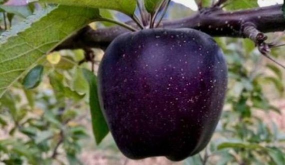 Njihuni me mollën e quajtur “Diamant të zi”, një copë kushton 6 euro e 60 cent